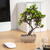 Decor plante artificiale - bonsai - 18 x 24 cm - 4 tipuri