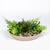 Decor plante artificiale - bol - 15 x 10 cm - 3 tipuri