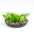 Decor plante artificiale - bol - 15 x 10 cm - 3 tipuri